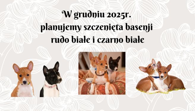 planujemy szczenięta (1).jpg